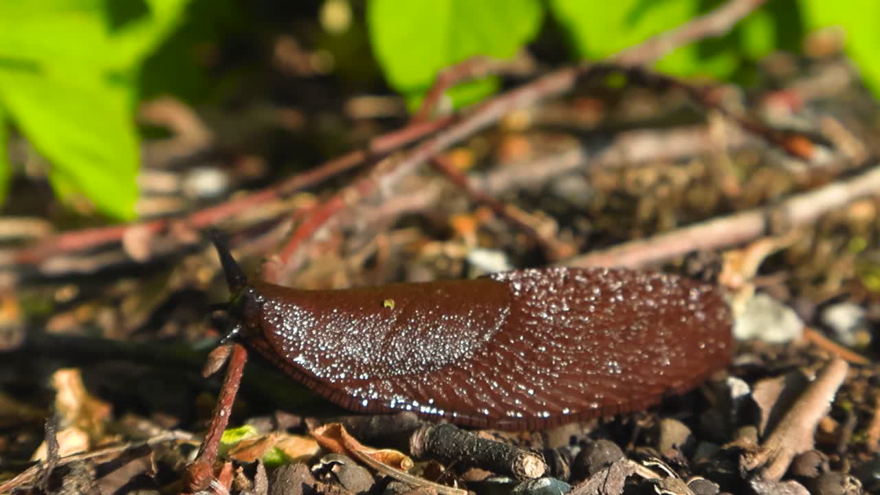 Highly detailed closeup or close up footage of a arion Spanish slug crawling and moving along a forest floor with bokeh blurry forest green leaves in the background during sunny day. Slimy creature.