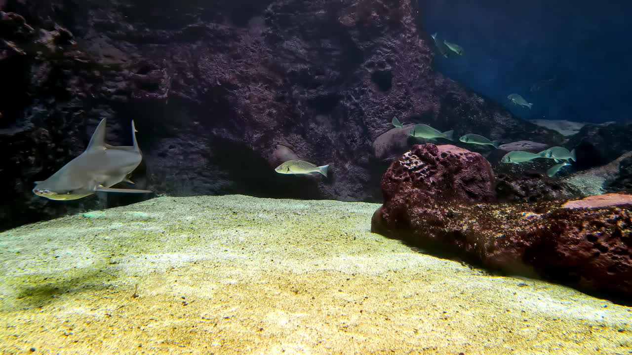 Bonnethead Shark Swimming With Reef Fish On Sea Floor