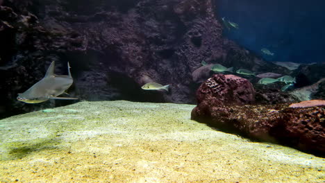 tiburón cabeza de capón nadando con peces de arrecife en el fondo del mar