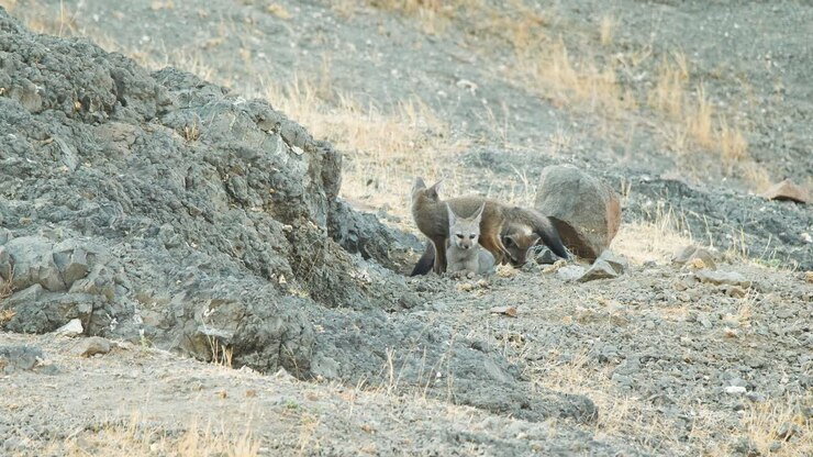 Wide shot of playful Bengal fox kits playing in front of their den in grassland