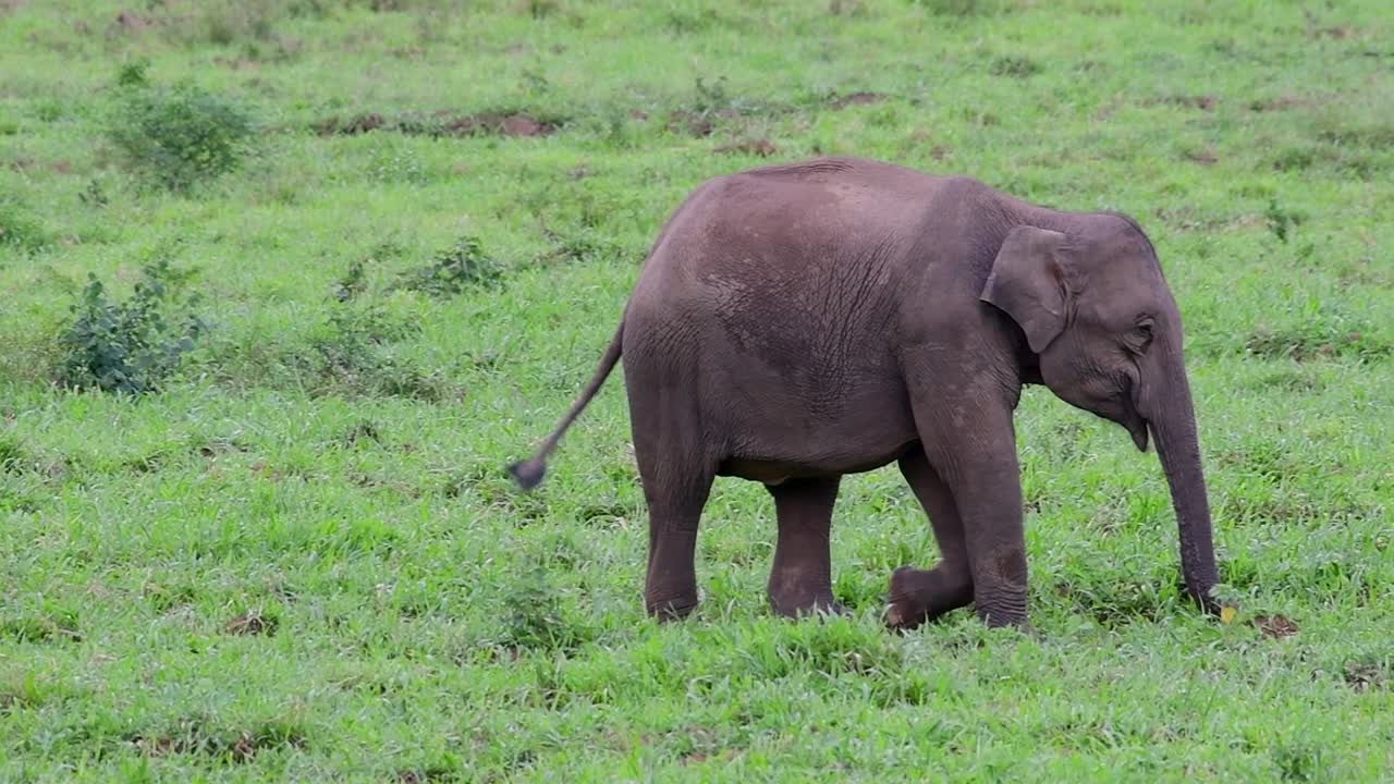 아시아 코끼리는 멸종 위기 종이며 태국 거주자이기도합니다.