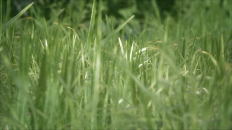 fresh-green-Grass-on-the-forest