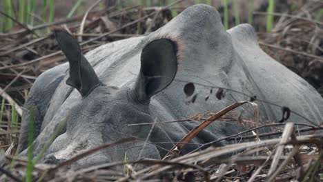 Un-Viejo-Rinoceronte-De-Un-Solo-Cuerno-Descansando-En-Las-Praderas-Del-Parque-Nacional-De-Chitwan-En-Nepal