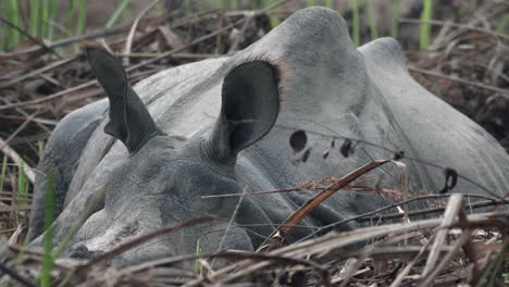 an old one-horned rhino resting in the grasslands of the chitwan national park in nepal