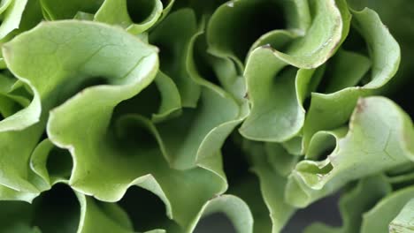 close-up of fresh lettuce leaves