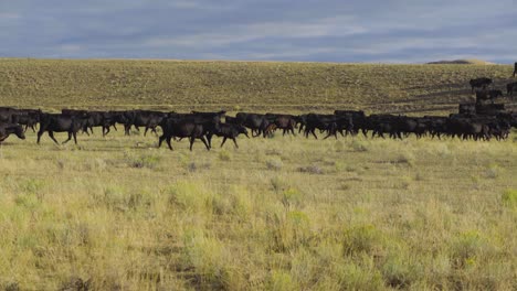 una hermosa toma matutina de un rebaño de ganado en movimiento en un pasto abierto de montana