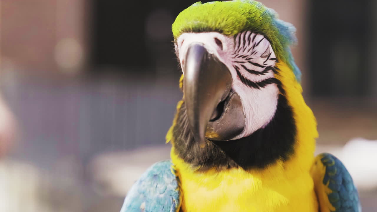 primer plano de una guacamaya azul y dorada mirando a la cámara mientras el viento mueve las finas plumas de colores