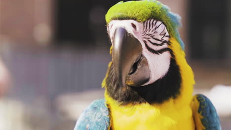 Close-Up-Of-Blue-and-gold-Macaw-Looking-At-The-Camera-As-The-Wind-Moves-The-Colorful-Fine-Feathers