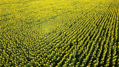 el drone revela un vasto campo de girasoles amarillos, agricultura comercial en dobruja