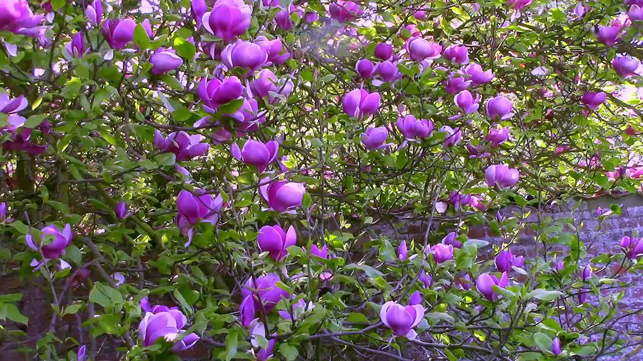 Pink flowers on a Magnolia tree