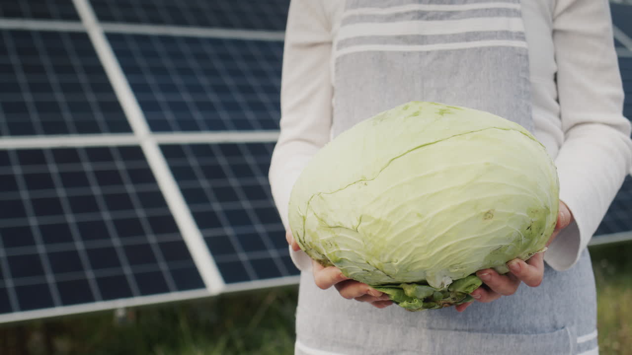 un agricultor sostiene una cabeza de repollo en sus manos contra el telón de fondo de paneles solares detrás de él