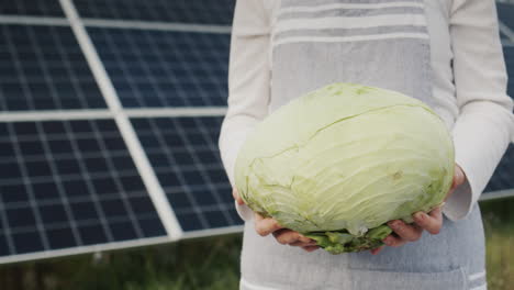 a farmer holds a head of cabbage in his hands against the backdrop of solar panels behind him