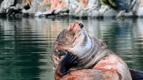 Ein-Großer-Robbenlöwe-Juckt-Einen-Kratzer,-Während-Er-An-Einem-Bootssteg-Auf-Kodiak-Island,-Alaska,-Sitzt