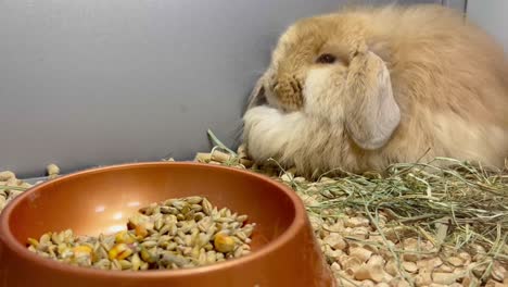 a brown furry sits upset in a cage big hanging ears of a rabbit