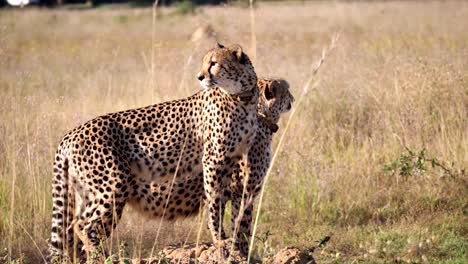 Una-Madre-Guepardo-Con-Su-Hijo-Adolescente-En-La-Sabana-Africana-Del-Serengeti,-Dos-Guepardos-Parados-En-La-Naturaleza