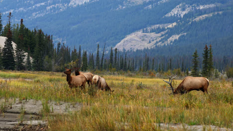 four rocky mountain elk, bulls and cows, graze in mountain meadow, alberta, canada