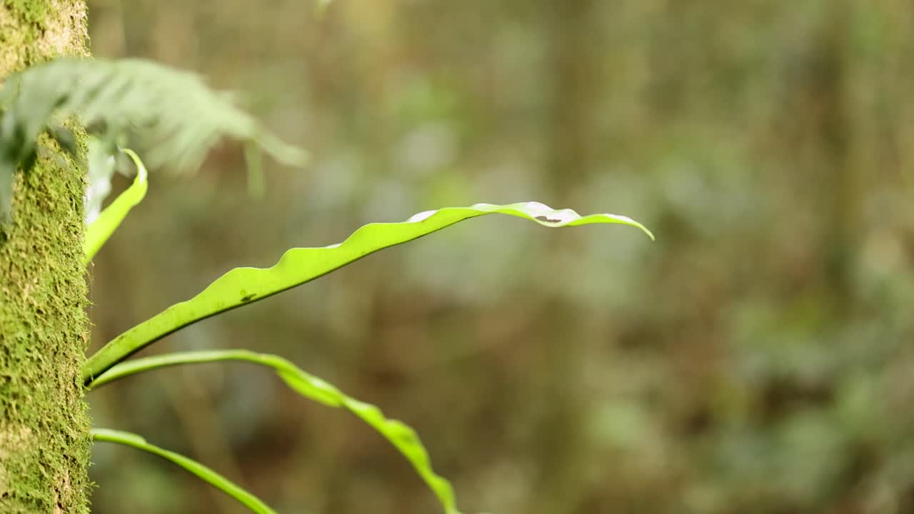 Close-up of vibrant green leaves on a mossy tree trunk in a serene forest setting with soft natural lighting