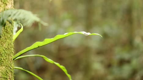 close-up of vibrant green leaves on a mossy tree trunk in a serene forest setting with soft natural lighting