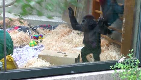 baby gorillas with playing with zookeeper in zoo