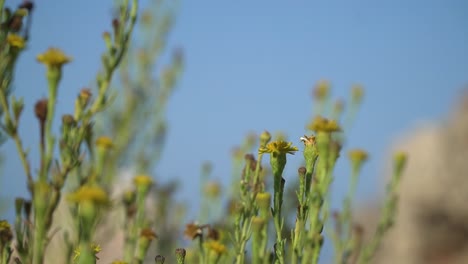 Vista-De-Cerca-De-La-Samphire-Dorada-Con-Sus-Tallos-Verdes-Y-Flores-Amarillas