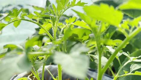 a healthy zucchinis plant stretches upward under soft natural light.