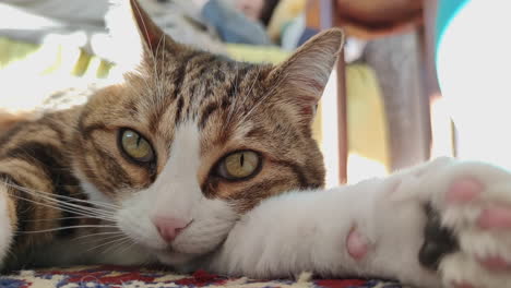 gato tirado en la alfombra mientras mira la cámara dentro de la casa