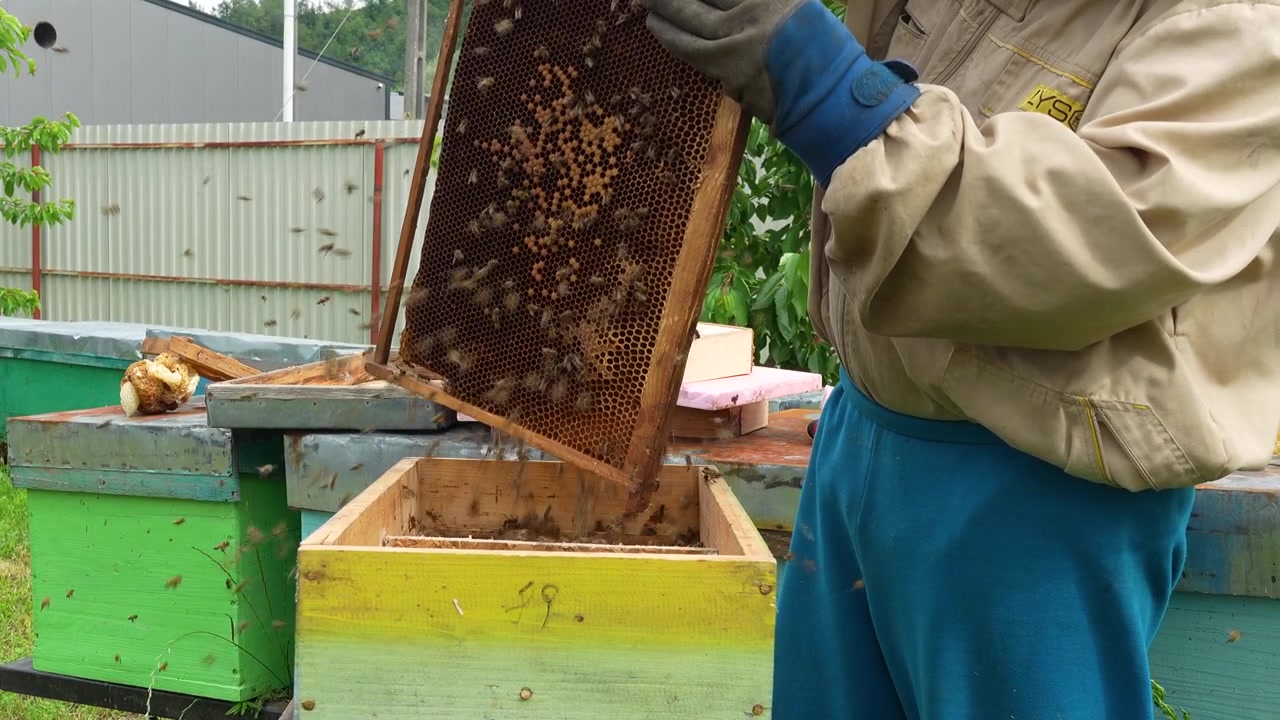 Primo piano al rallentatore di un apicoltore che batte un telaino di favo per scuotere le api mellifere nell'alveare durante l'ispezione di routine della colonia in Romania