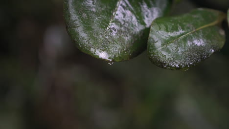 Macro-Primer-Plano-De-Agua-Goteando-De-La-Hoja-En-El-Bosque,-Cámara-Lenta