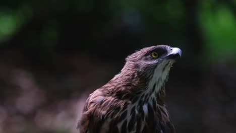 Estirando-Su-Cabeza-Hacia-Su-Izquierda-Mientras-Mira-Con-Curiosidad,-Pinsker&#39;s-Hawk-eagle-Nisaetus-Pinskeri,-Filipinas