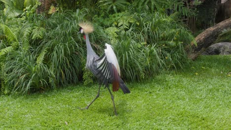 gray-crowned crane with spread wings walking on green meadow