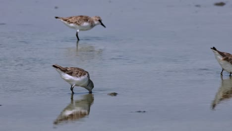 Entrando-Y-Saliendo-Del-Encuadre-Mientras-Se-Alimentan-Juntos,-Cuello-Rojo-Stint-Calidris-Ruficollis,-Tailandia