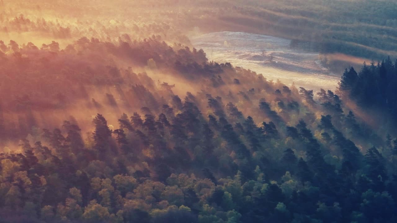 Tåget skov ved solopgang
