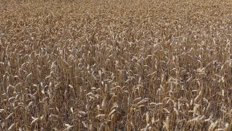 gently swaying field of golden-colored wheat in summertime - canterbury, new zealand