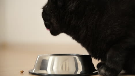 close up of hungry black cat eating food from metal bowl at home