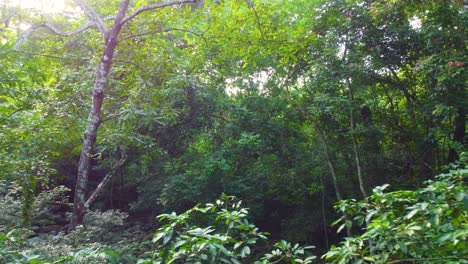 Vista-Aérea-De-Un-Exuberante-Dosel-Con-Un-Arroyo-Escondido-Que-Fluye-Debajo-En-El-Bosque-Tropical-De-Minca,-Colombia