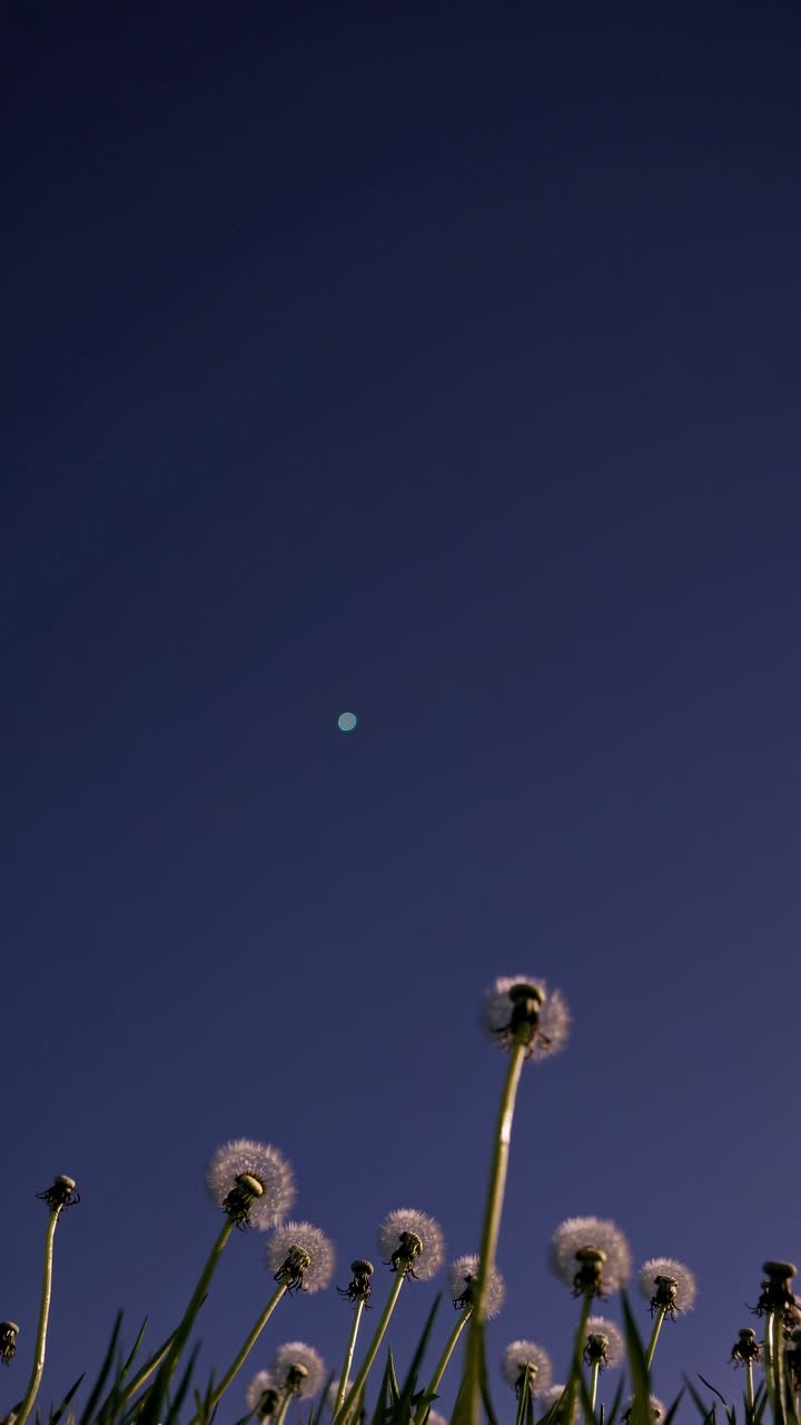 Video con angolazione dal basso di denti di leone su un cielo blu intenso, per catturare una natura serena e minimalista