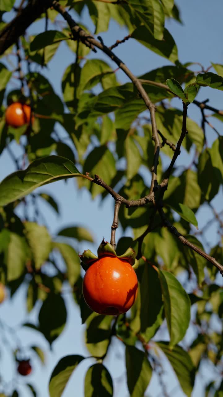 Close-up of ripe persimmons on a tree branch, captured from a low angle
