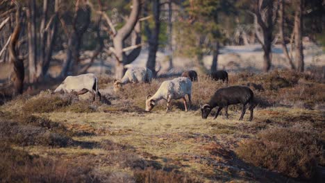 gente de cabras salvajes pastando durante la temporada de otoño