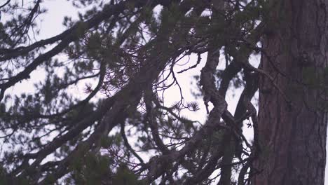 peaceful cinematic view looking up through tree branches