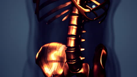 3d rendered medical animation of male bones anatomy