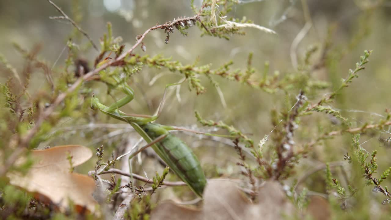 mantis religiosa verde en posición invertida alimentándose de plantas verdes