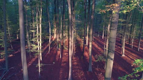 Passing-slowly-through-long-golden-shadows-cast-by-a-dense-forest-grove,-aerial