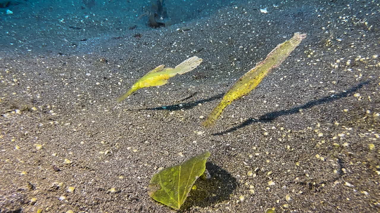 두 마리의 튼튼한 유령 파이프피쉬가 모래 바닥에서 머리를 내려서 일치하는 색의 잎  ⁇ 에 떠다니고 있습니다.