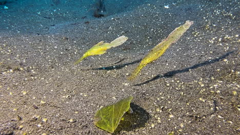 two robust ghost pipefish hovering head down over sandy seabed next to a matching color leaf