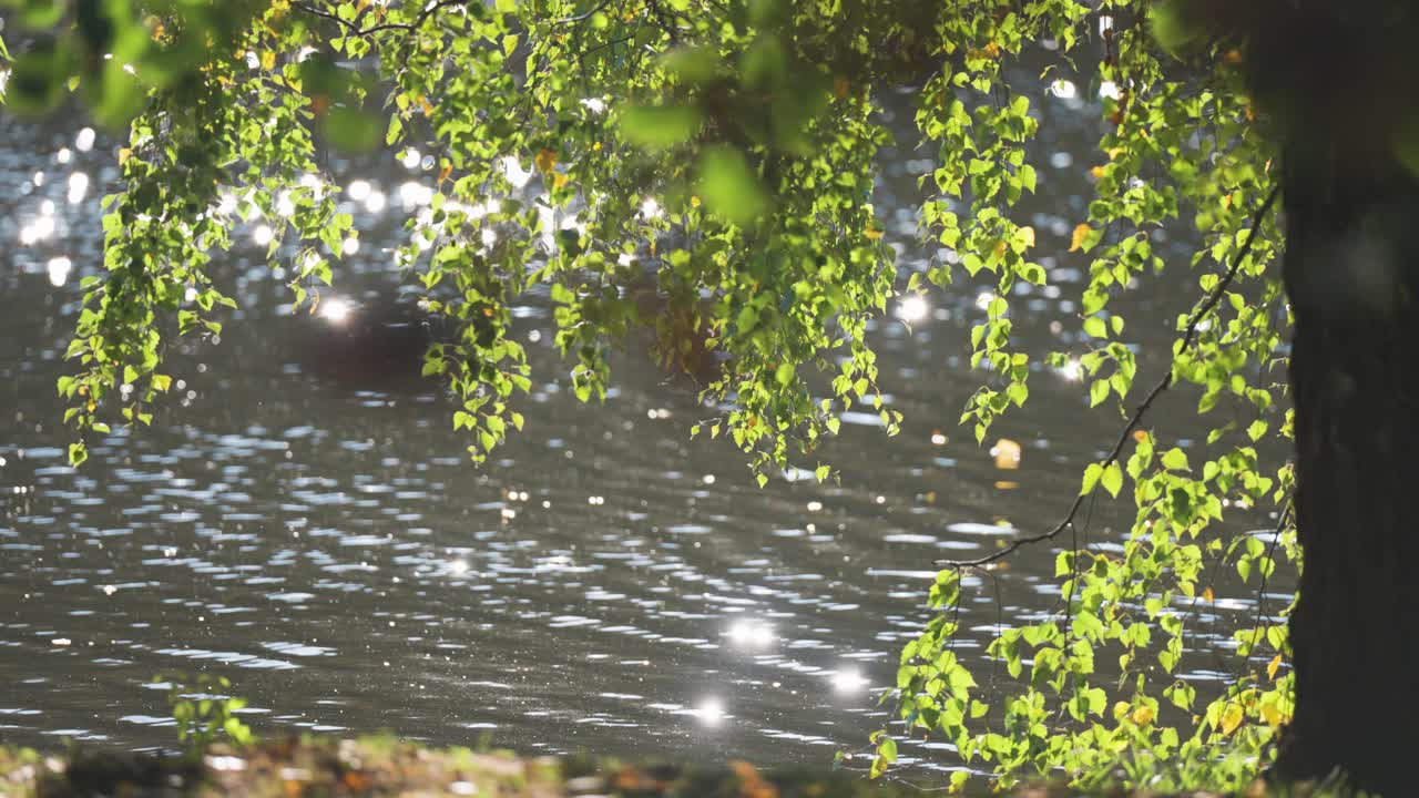 Sparkling Sunlight on a Calm Lake Through Birch Tree Branches