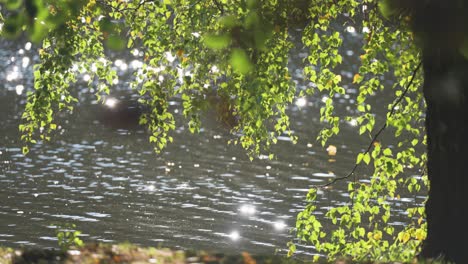 sparkling sunlight on a calm lake through birch tree branches