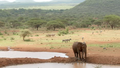 elephant drinking at waterhole with zebra herd walking on savanna in the background in tsavo west national park, kenya