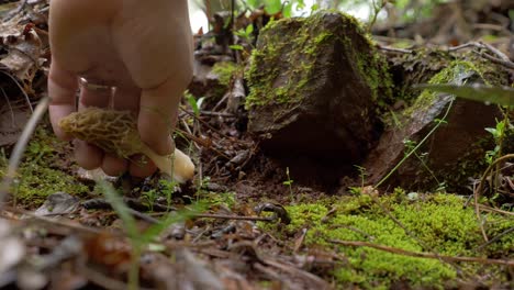 Closeup-of-man's-hands-finding-Morel-mushroom-in-forest-and-cutting-roots,-day