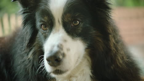 close up shot of an australian shepherd catching a treat in the ear and eating it