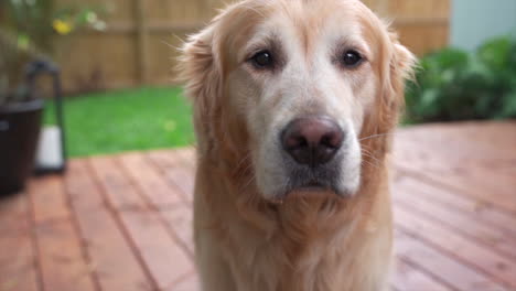 cierre lento del hermoso golden retriever